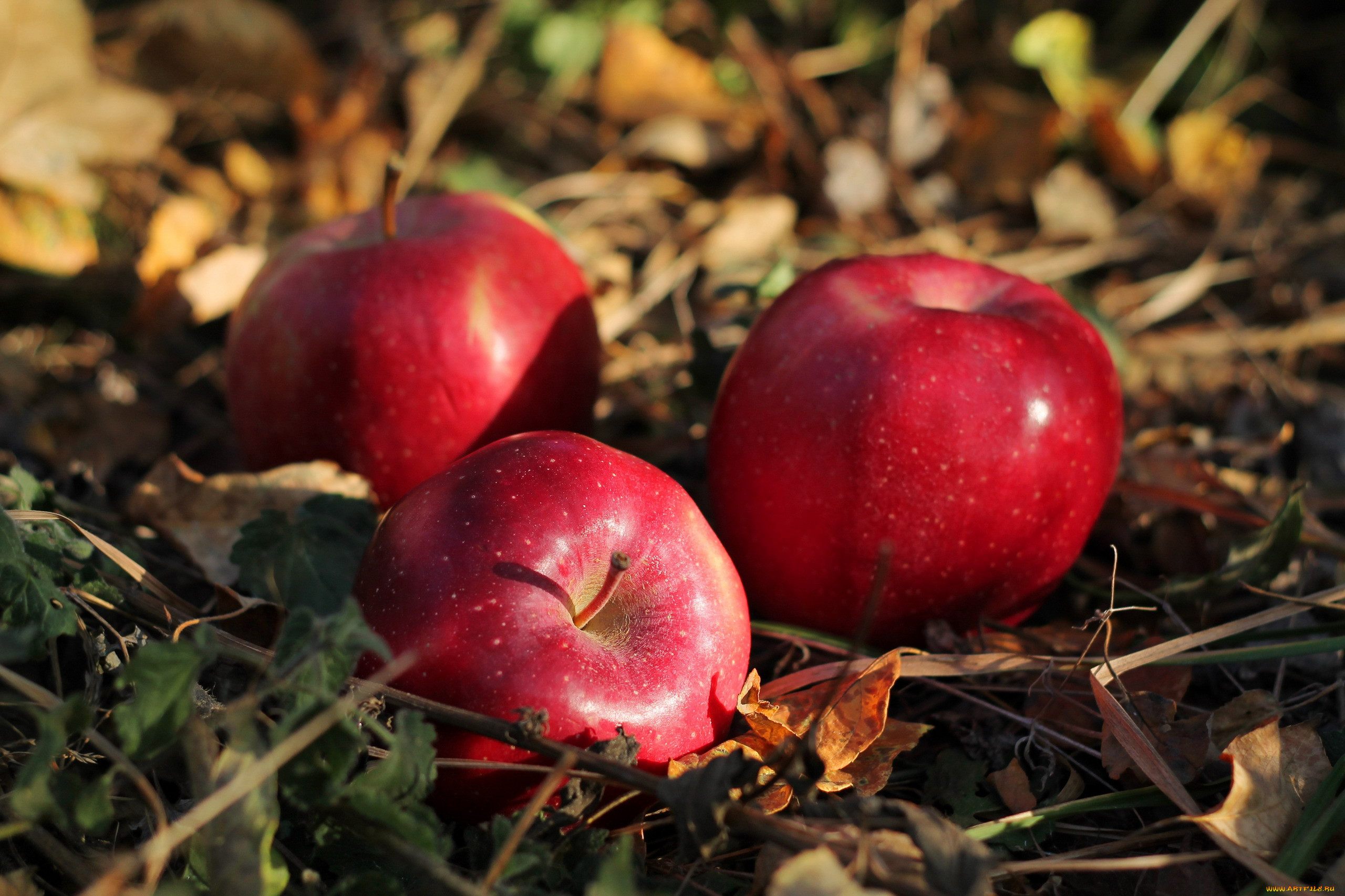 Красные яблоки на траве